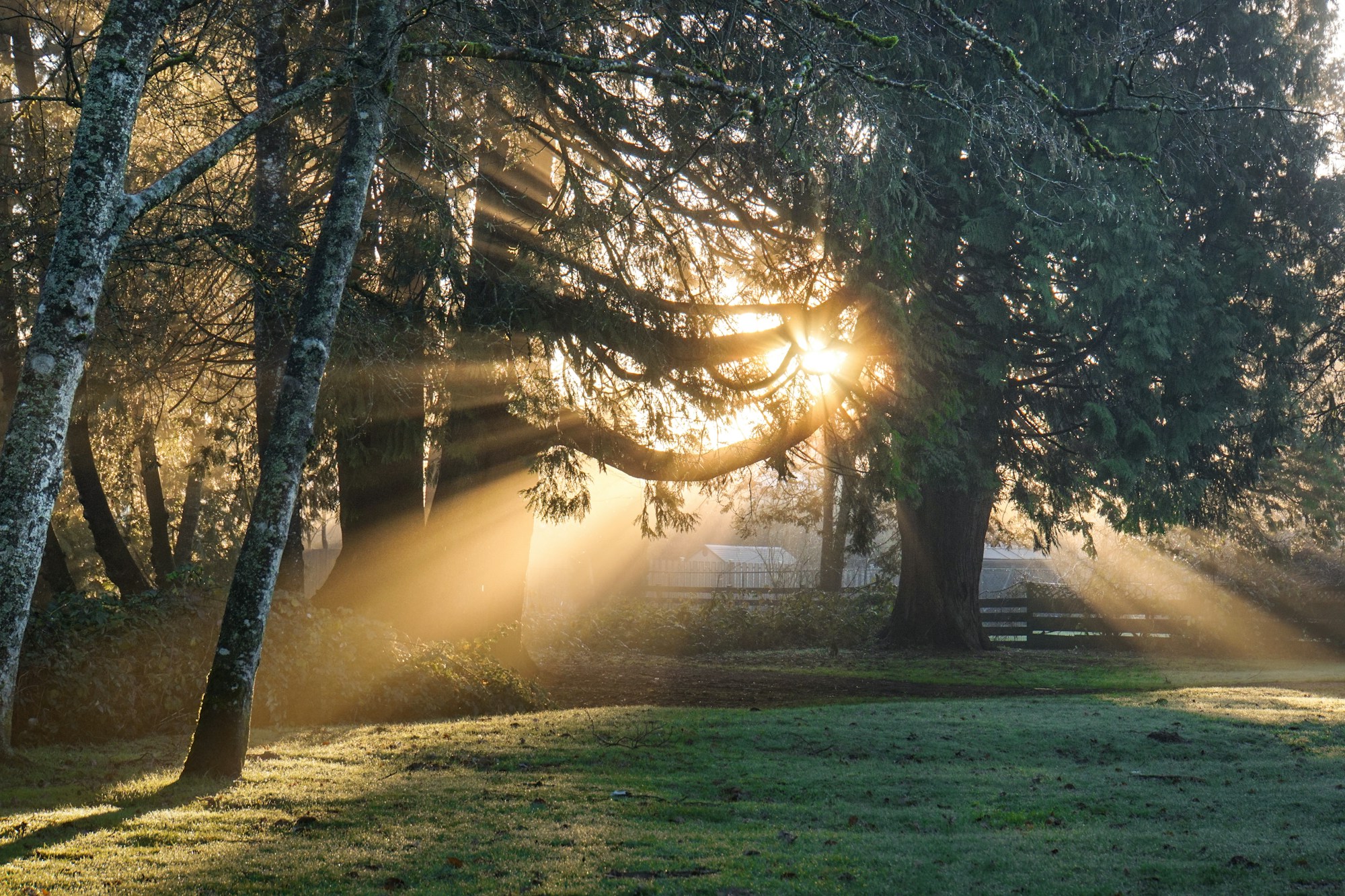 Morning sunlight streaming through green trees